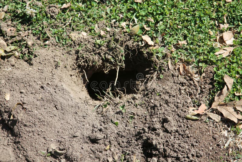Gopher Hole in the ground, Gopher Holes or Golpher Homes underground in a grassy yard. Gophers live underground.