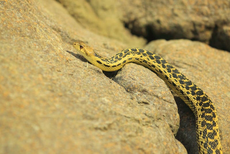 Gopher snake