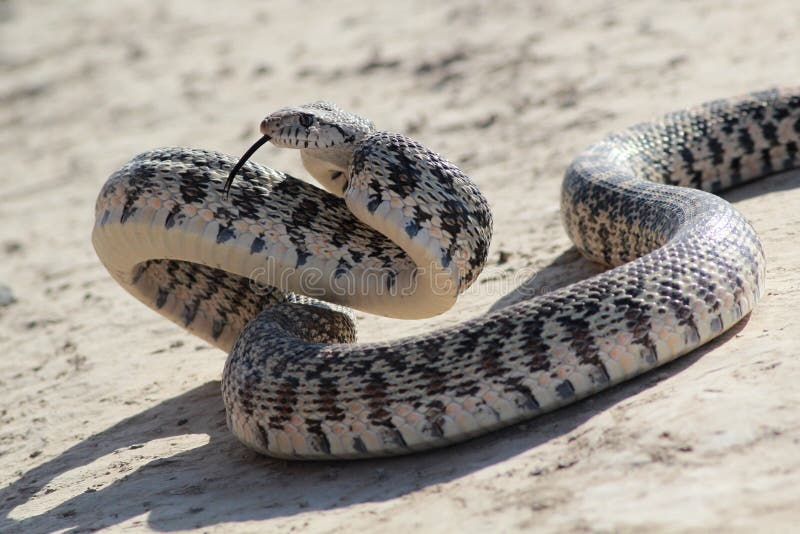 Gopher Snake in Attack Pose