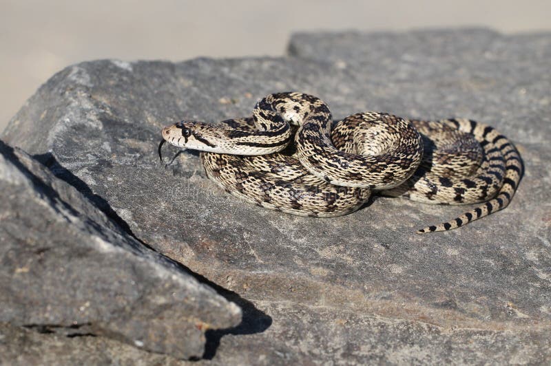 Gopher Snake on a Rock