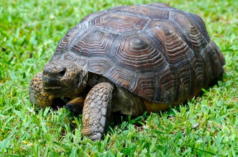 Gopher Tortoise