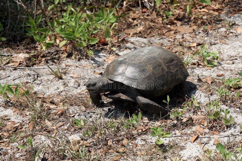 Gopher Tortoise Gopherus Polyphemus in Natural Habitat in Florida