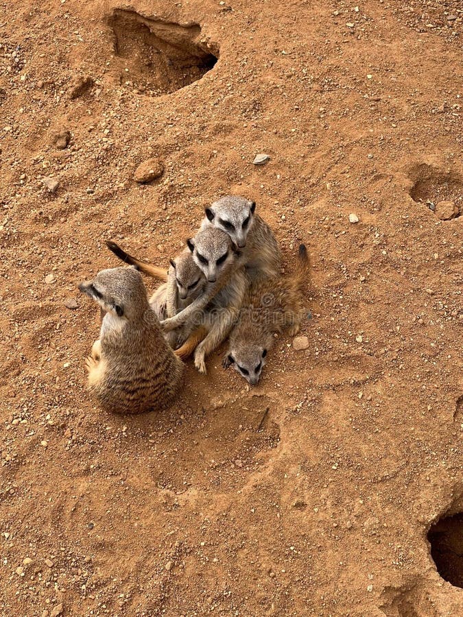 Gophers family on close sands bacground in their environment. Yellow back close up