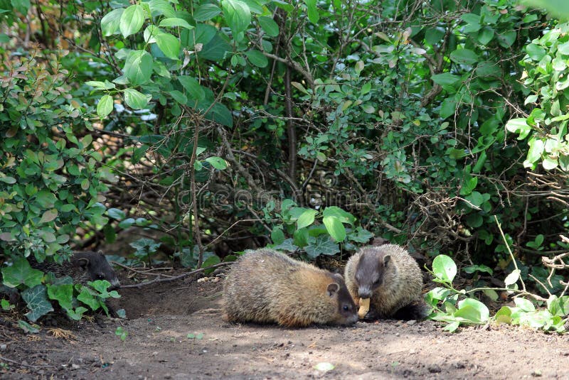 Gophers Family stock image. Image of bush, forest, wildlife 62906115