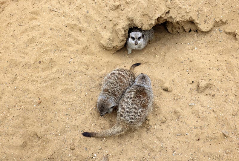 Gophers in wildlife among the grass near the holes. Gopher sits near a hole on a sunny summer day. Wild animals in their natural habitat