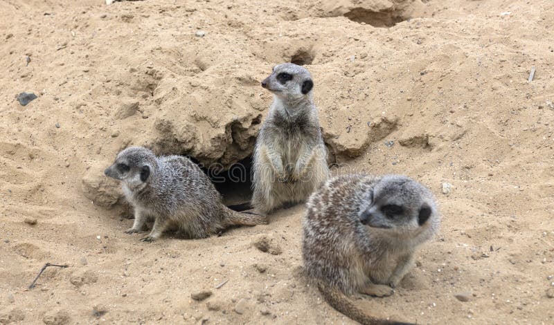 Gophers in wildlife among the grass near the holes. Gopher sits near a hole on a sunny summer day. Wild animals in their natural habitat