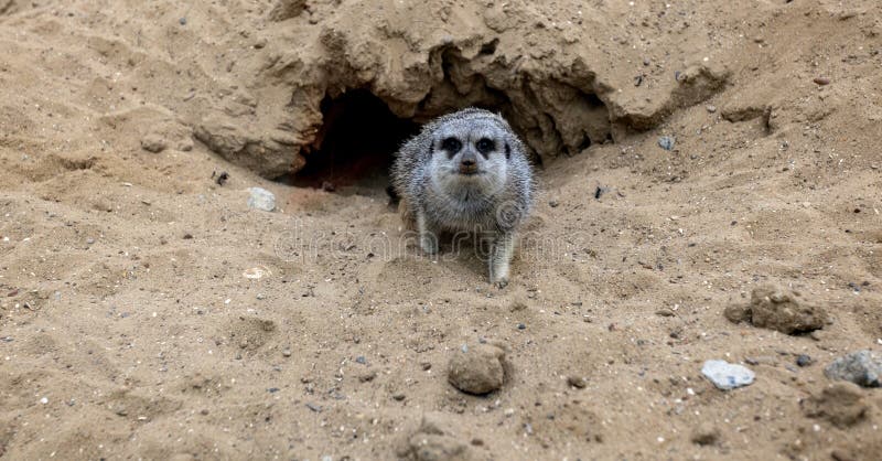 Gophers in wildlife among the grass near the holes. Gopher sits near a hole on a sunny summer day. Wild animals in their natural habitat