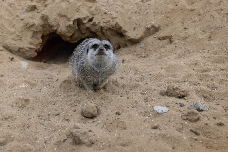 Gophers in wildlife among the grass near the holes. Gopher sits near a hole on a sunny summer day. Wild animals in their natural habitat