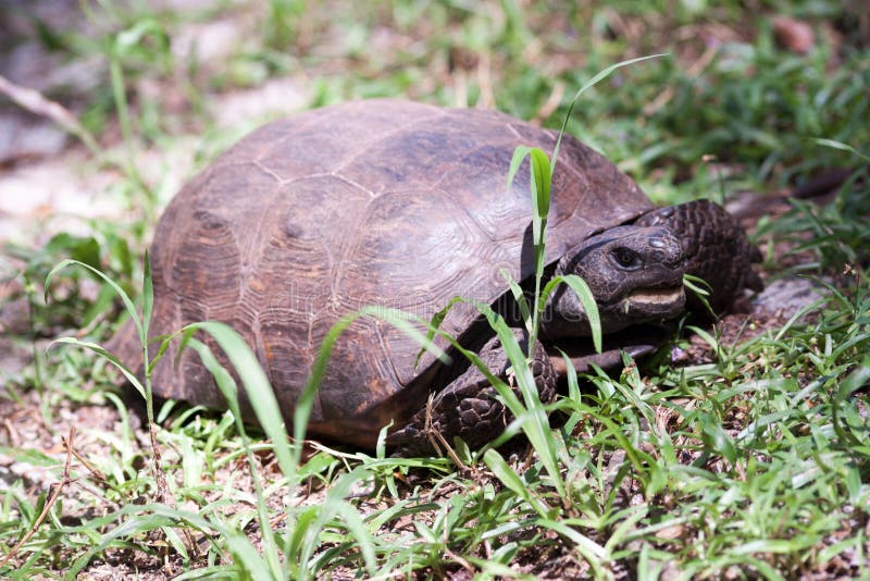 Gopherschildpad stock foto Gopherschildpad stock foto