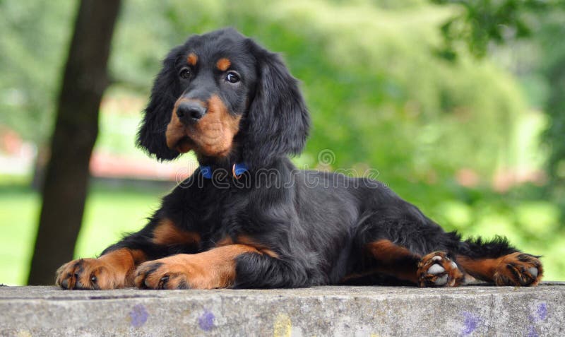 Gordon Setter-puppy in de zomer royalty-vrije stock fotografie Gordon Setter-puppy in de zomer royalty-vrije stock fotografie