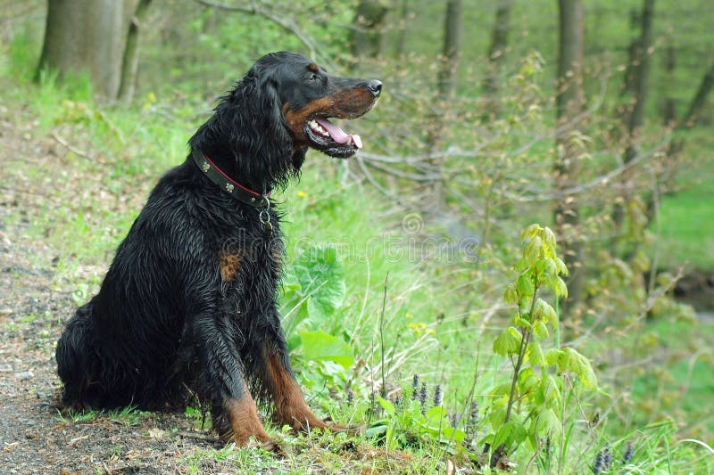 Gordonsetter