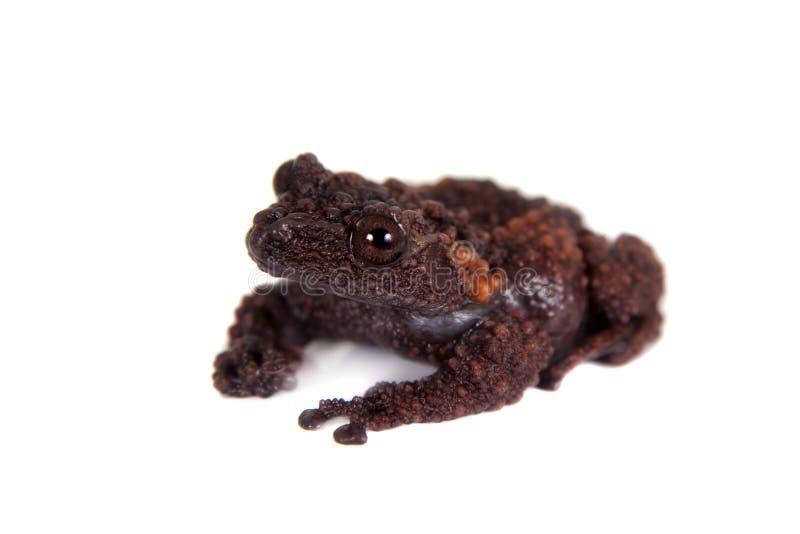 Gordons生苔青蛙, Theloderma gordoni,在白色 免版税库存图片 Gordons生苔青蛙, Theloderma gordoni,在白色 免版税库存图片