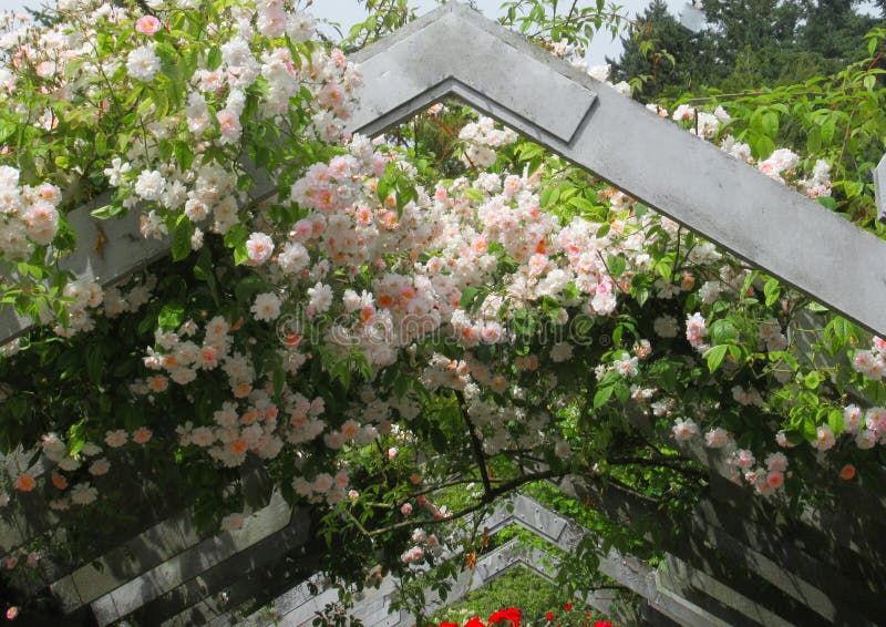 Gorgeous Attractive Pink Rose Flowers growing on Arbor In The Park Garden stock photos Gorgeous Attractive Pink Rose Flowers growing on Arbor In The Park Garden stock photos