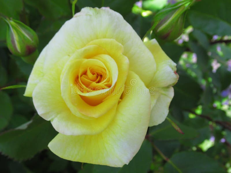 Gorgeous & Attractive Yellow Rose Flowers Blossom in Vancouver Q.E Park ...