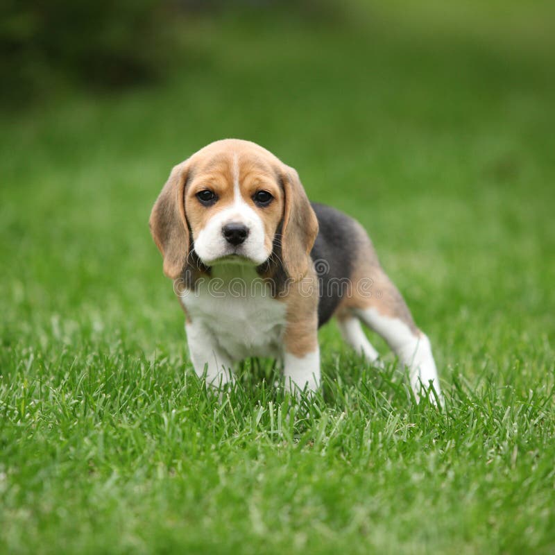 Beagle dog face in profile stock image. Image of breed 50515613