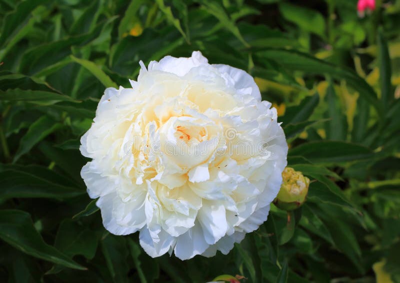 Gorgeous beauty close up view of white peony flower isolated. Amazing nature flower background royalty free stock image Gorgeous beauty close up view of white peony flower isolated. Amazing nature flower background royalty free stock image