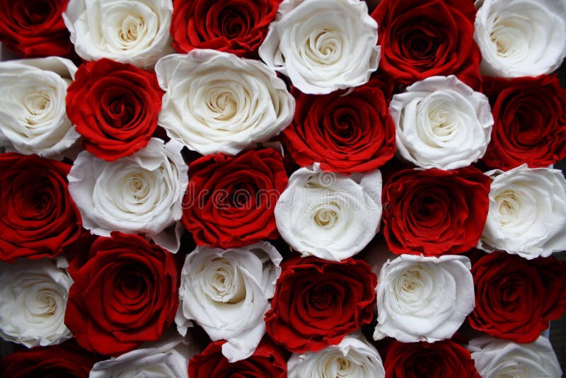White Rose Mobile Wallpaper Images Free Download on Lovepik  400338857