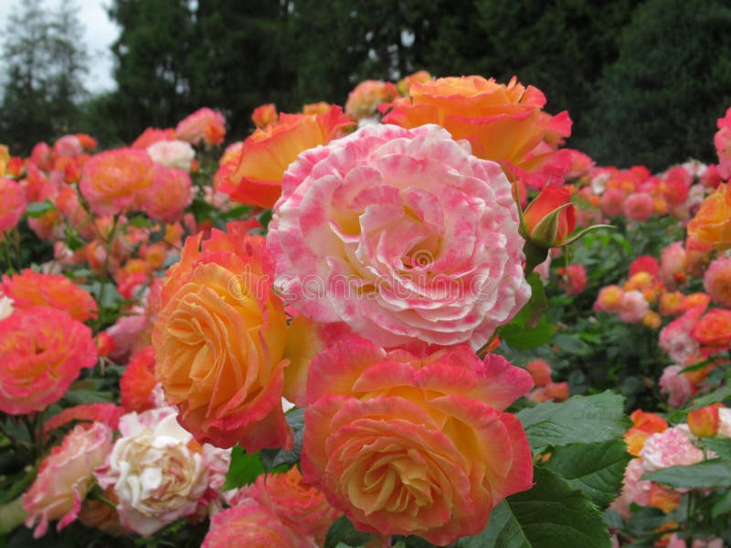 Gorgeous Bright Colorful Rose Flowers Blossom In Vancouver Q.E Park Garden