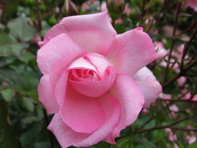 Gorgeous Bright Pink Rose Flowers Blossom in Vancouver Q.E Park Garden ...