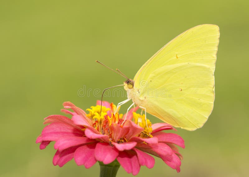 Gorgeous, brilliantly yellow male Cloudless Sulphur butterfly