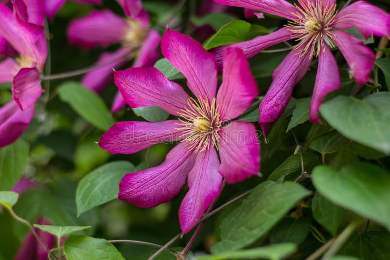 Bush Clematis with Large Bright Pink Flowers Stock Photo