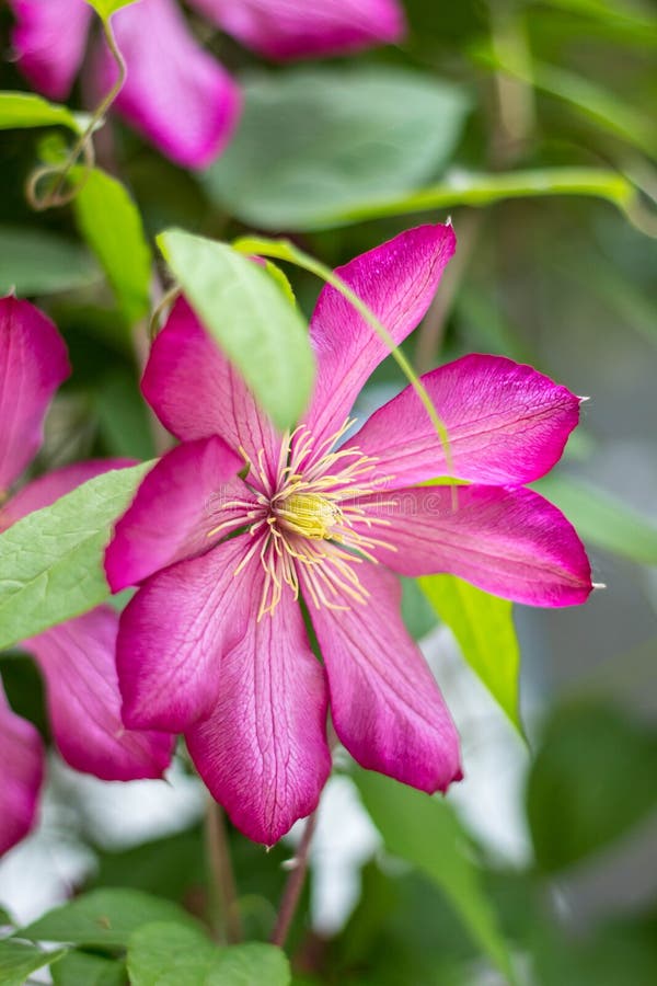 Bush Clematis with Large Bright Pink Flowers Stock Photo