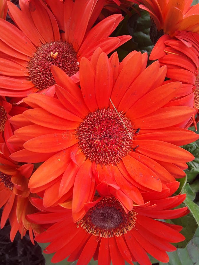 Orange Daisies stock photo. Image of latrobe, australia 34797952