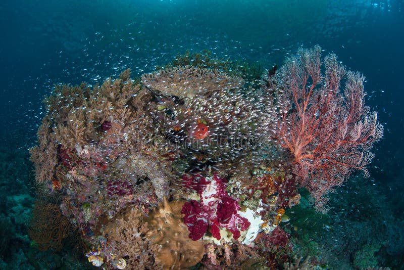 Gorgeous Coral Reef in Raja Ampat Stock Image - Image of indonesia ...