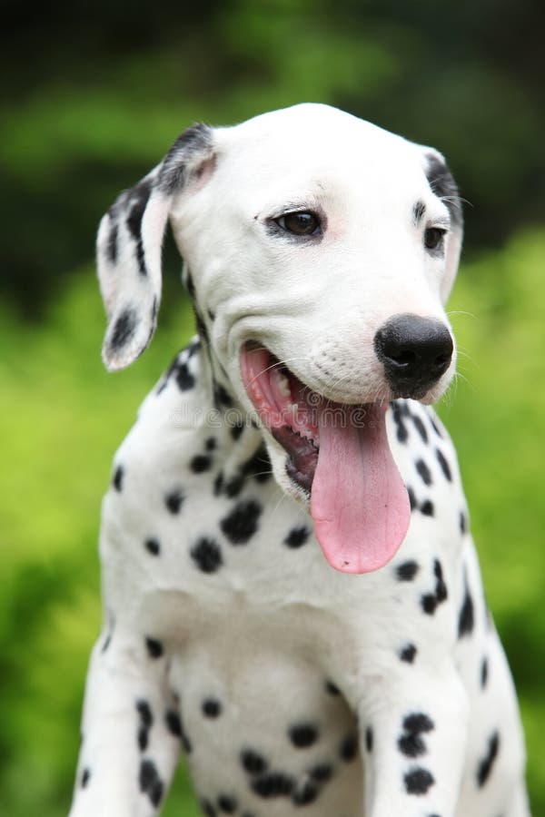 209 Dalmatian Little Puppy Smile Stock Photos Free Royalty