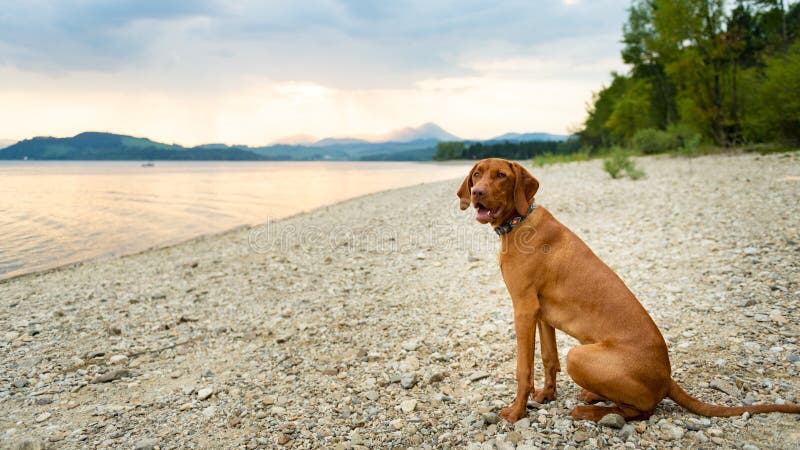 Gorgeous family pet dog sitting on a beach at sunset time. Vizsla puppy on summer vacation exploring the sea. royalty free stock image Gorgeous family pet dog sitting on a beach at sunset time. Vizsla puppy on summer vacation exploring the sea. royalty free stock image