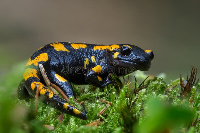 Gorgeous Fire Salamander, Salamandra salamandra