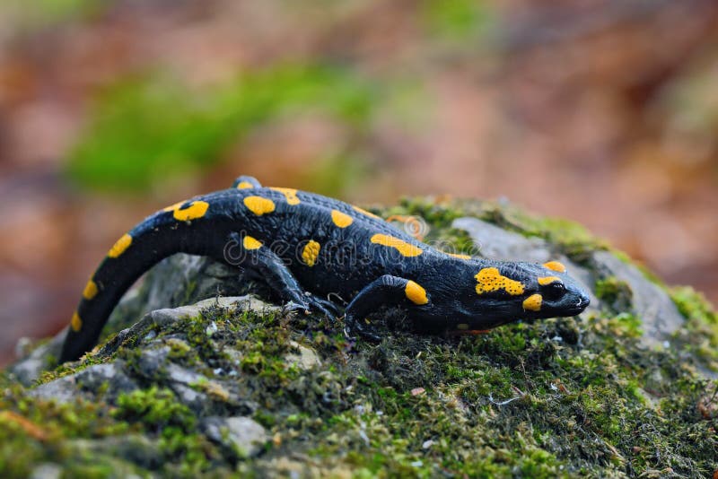 Nádherný ohnivý mlok, salamandra salamandra, škvrnitý obojživelník na sivom kameni so zeleným machom