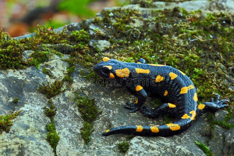 Nádherný ohnivý mlok, salamandra salamandra, škvrnitý obojživelník na sivom kameni so zeleným machom