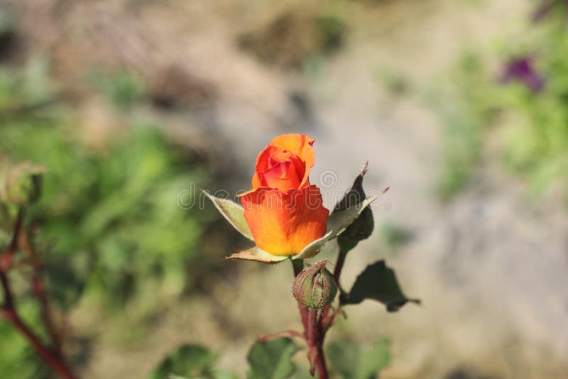 Gorgeous Flowers in the Garden. Closed Rose Buds Stock Image - Image of ...