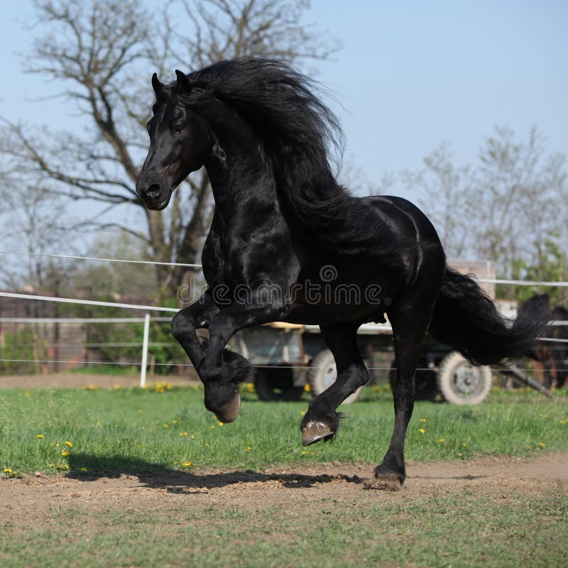 Gorgeous friesian stallion with long mane running on pasturage stock images Gorgeous friesian stallion with long mane running on pasturage stock images