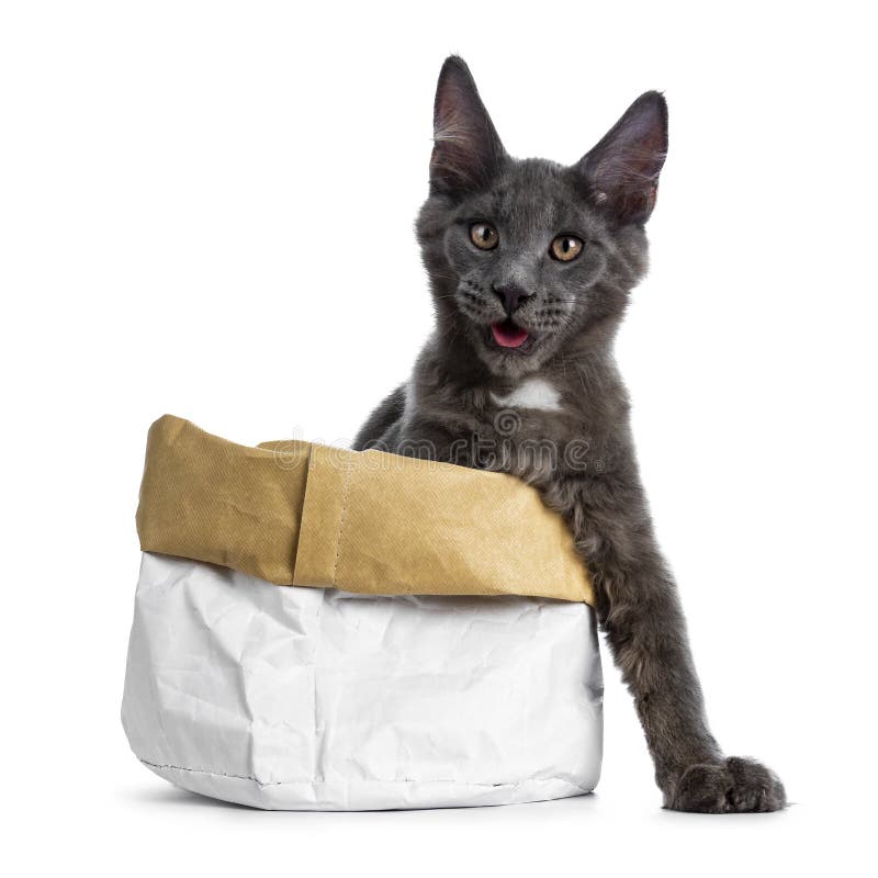Well Boned Solid Blue Maine Coon Cat on White Background Stock Image Image of boned