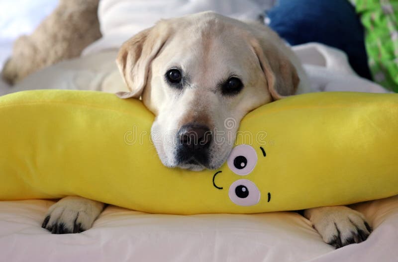 golden retriever emotional support dog