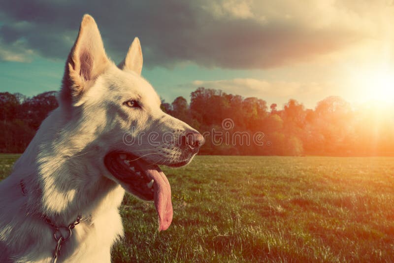 Gorgeous large white dog in a park royalty free stock photography