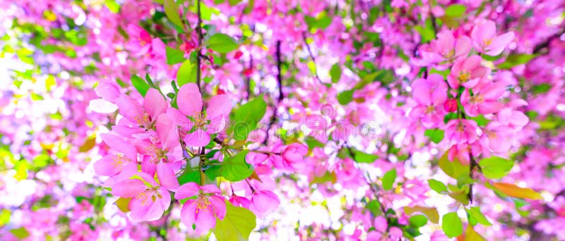 Gorgeous pink flowers as background for easter hollyday. Amazing pink cherry blossom on the tree during spring time. Branch of