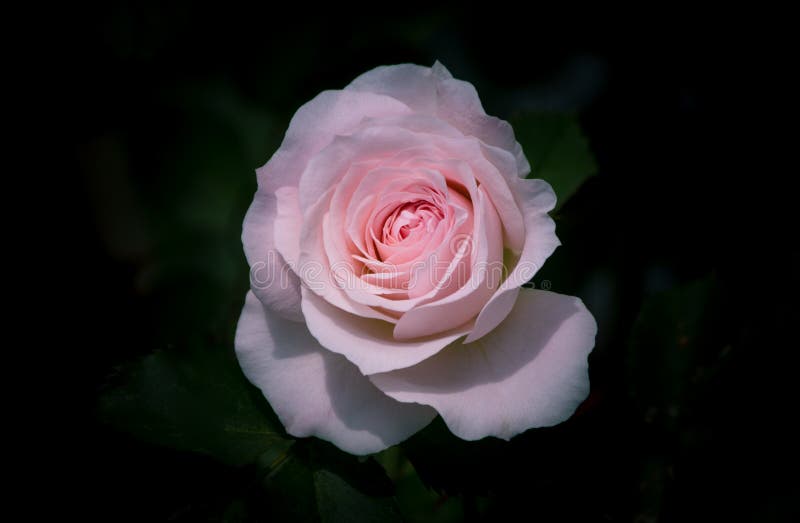 Gorgeous Pink Rose Emerging From Black