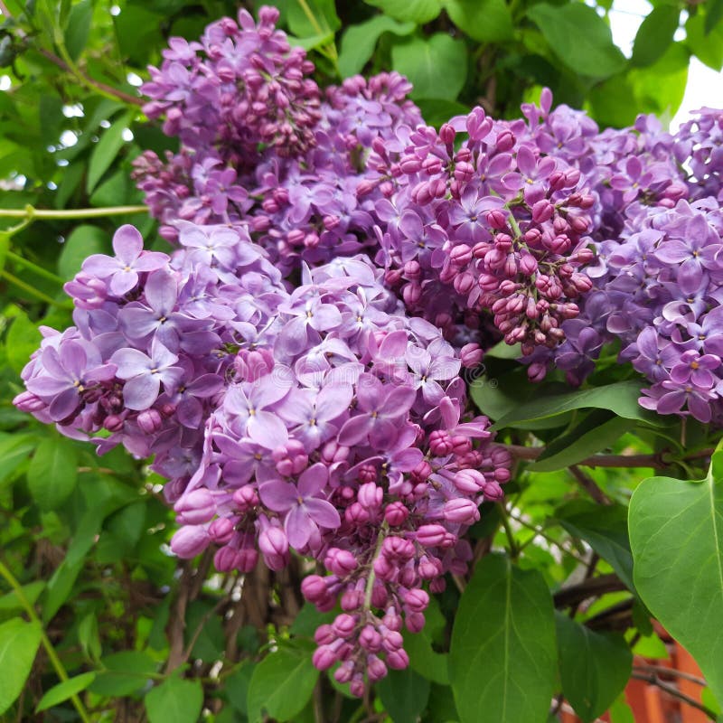 Gorgeous Purple Lilac Flowers, Bouquet of Lilac, Tree with Purple ...