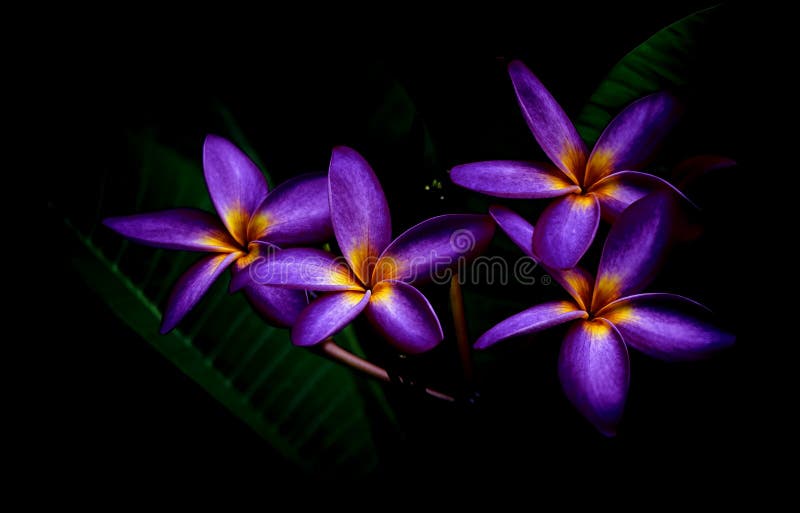 Gorgeous purple plumeria or frangipani flowers