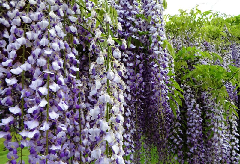 Purple Wisteria Flowers Bloom in May Stock Photo - Image of decoration ...