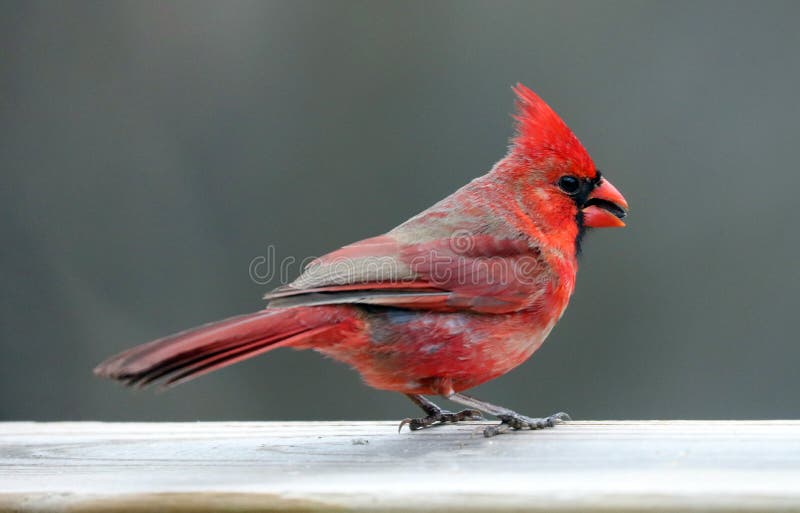 Gorgeous Red northern cardinal colorful bird eating seeds from a bird seed feeder during summer in Michigan