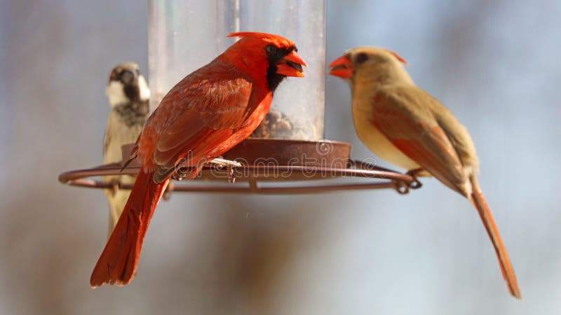 Gorgeous Couple of Red northern cardinal and sparrow colorful bird eating seeds from a bird seed feeder during summer in Michigan