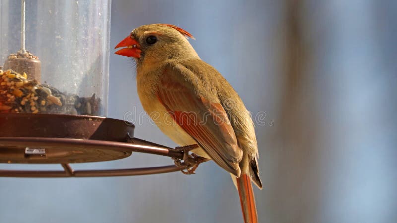 Gorgeous Female Red northern cardinal colorful bird eating seeds from a bird seed feeder during summer in Michigan