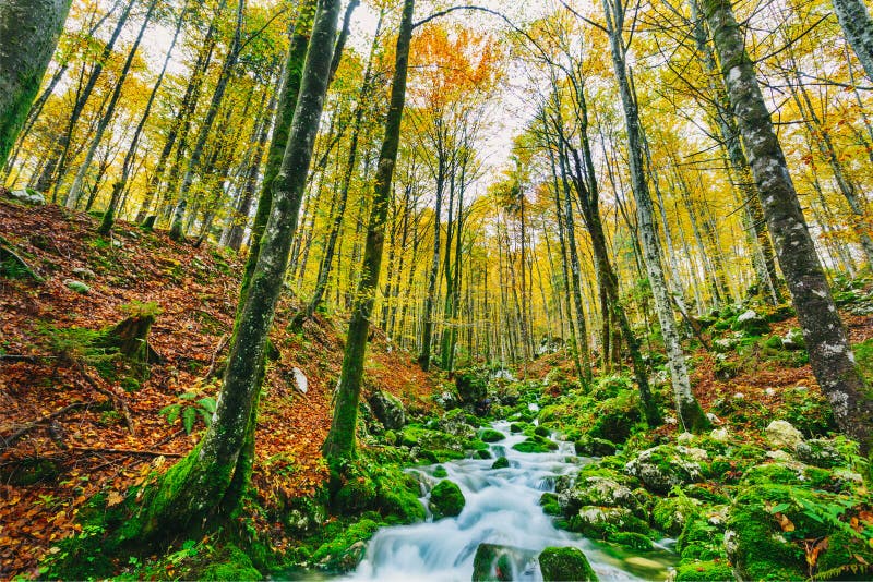 Nádherný scéna z zátoka v barvitý podzimní les nejblíže slovinsko, evropa.