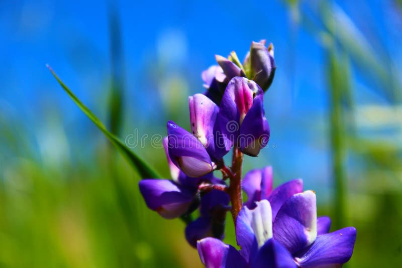 a gorgeous shot of a purple and white flower in the field surrounded by lush green leaves