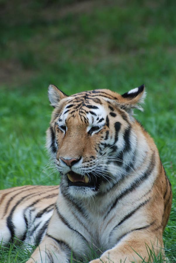 Tiger resting in a field stock image. Image of color - 24808239