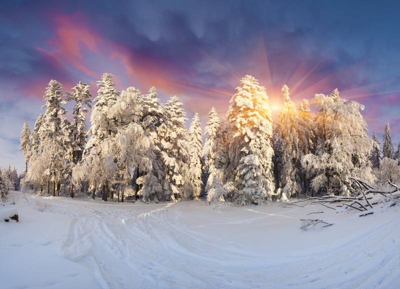 Gorgeous winter sunrise in Carpathian mountains with snow cowered trees.